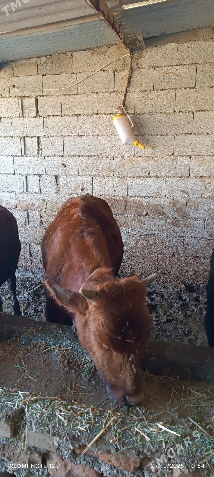 okuz - Bäherden - img 4