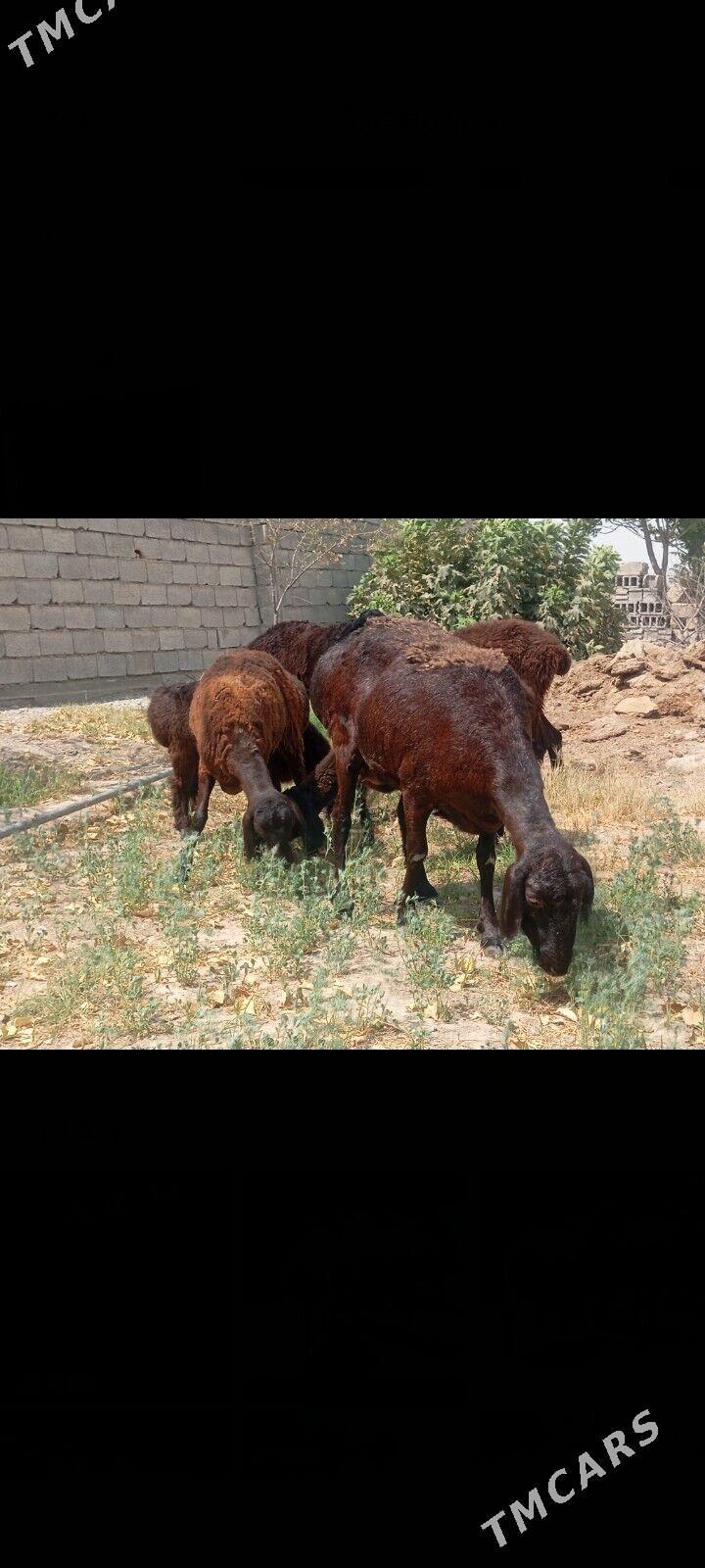 gisar goyun - Aşgabat - img 3