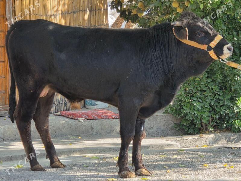 Şiwet Ökuz - Köşi - img 1