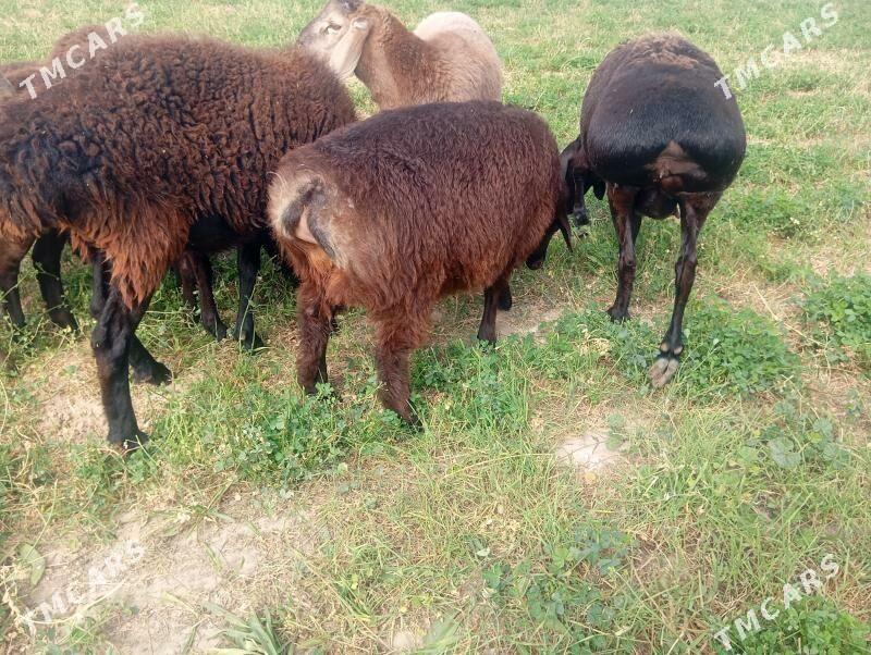 gisar goyun - Aşgabat - img 2