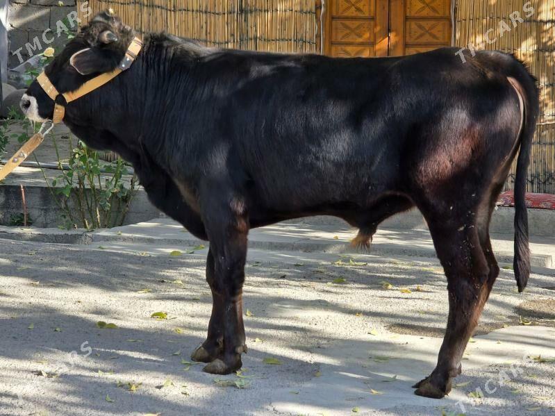 Şiwet Ökuz - Köşi - img 3