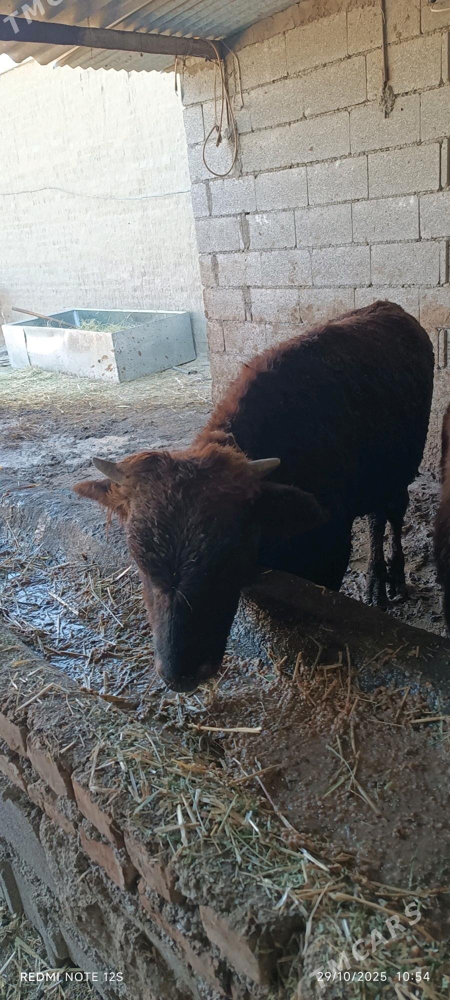 okuz - Bäherden - img 6