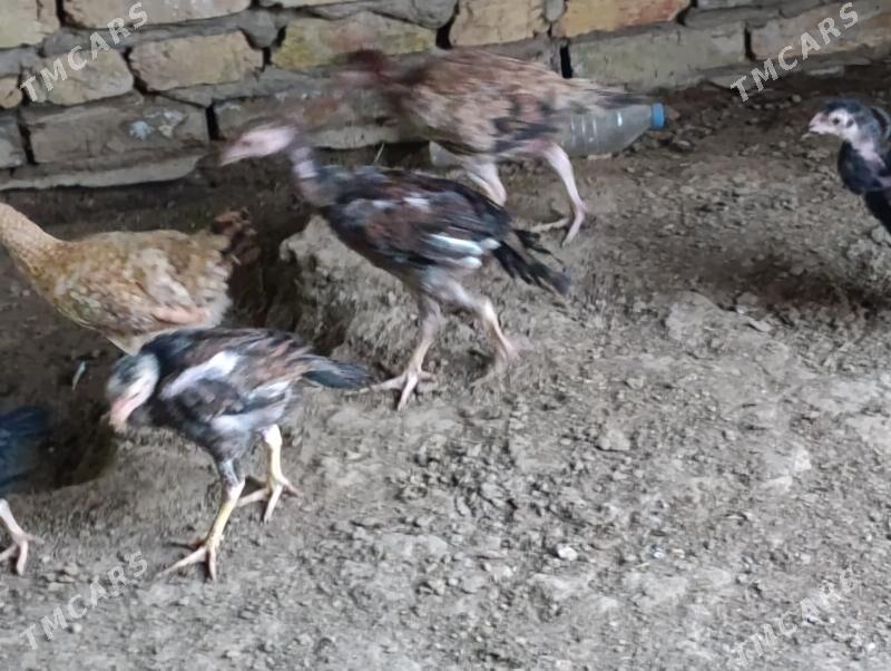 bayes jujeler - Murgap - img 2