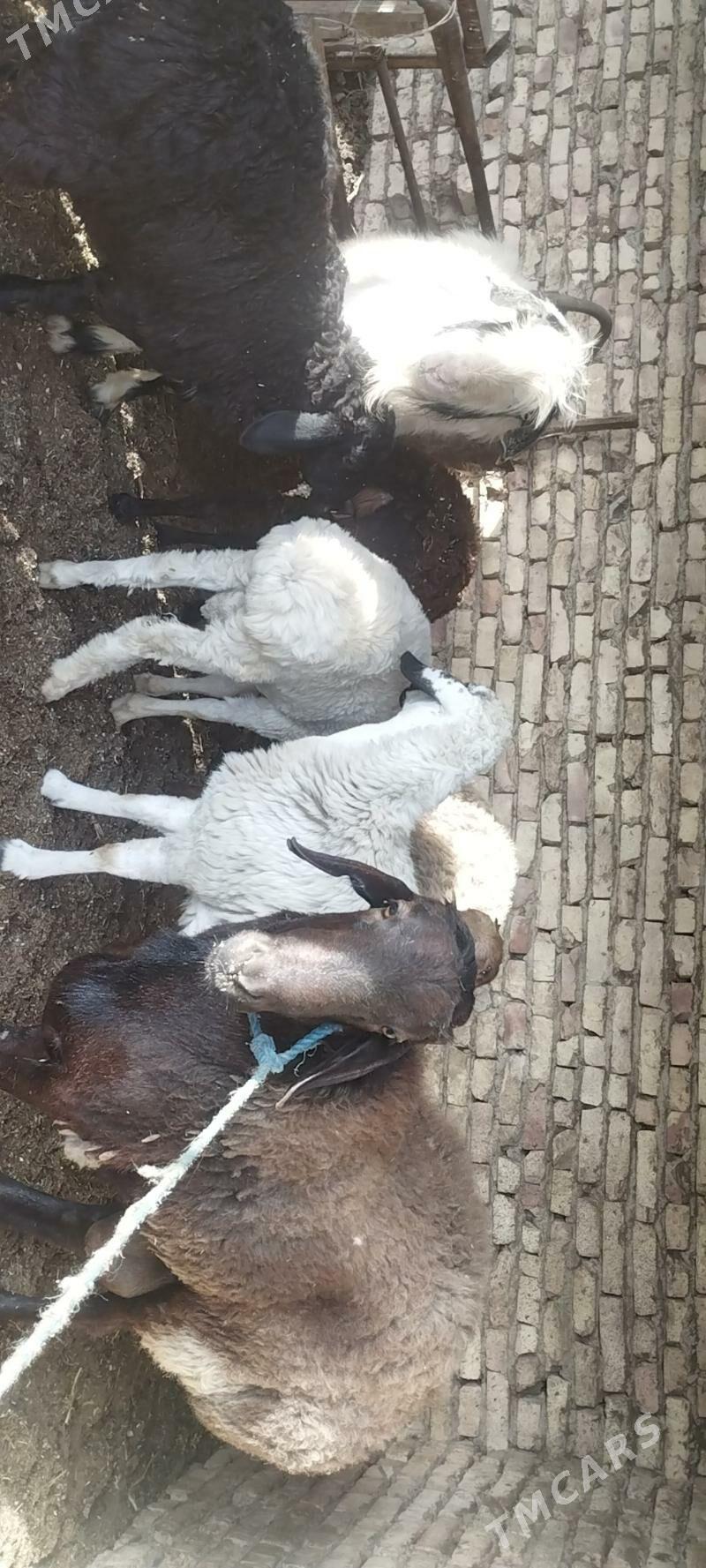 goyun goclar - Çärjew - img 2