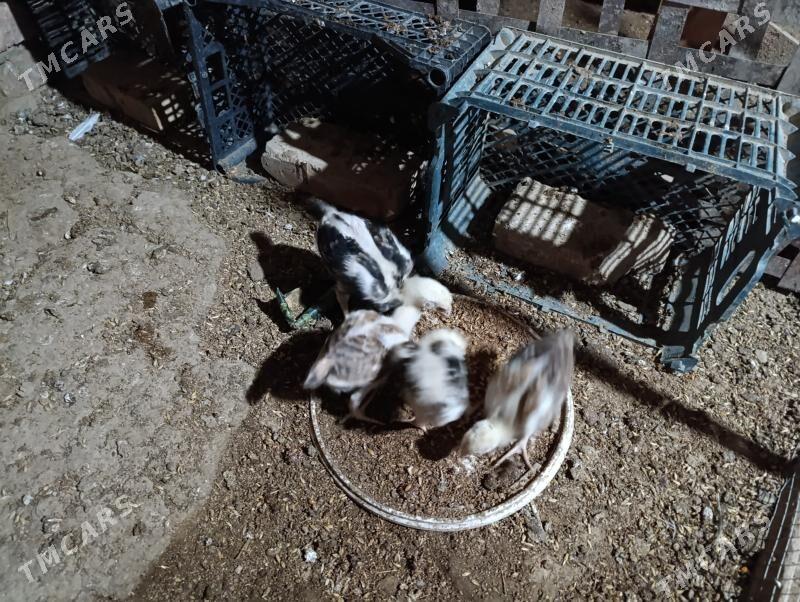 bayes jujeler - Murgap - img 8