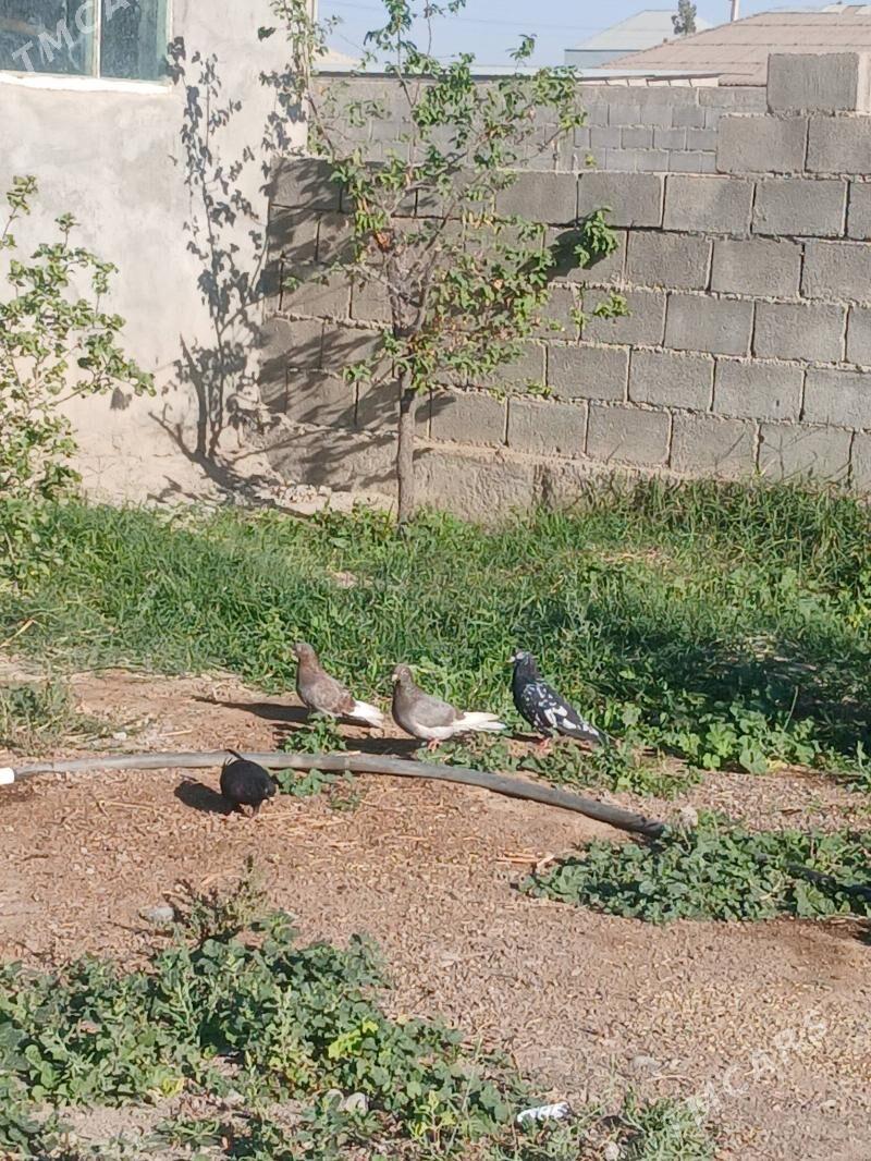 Kepdery - Gökdepe - img 2