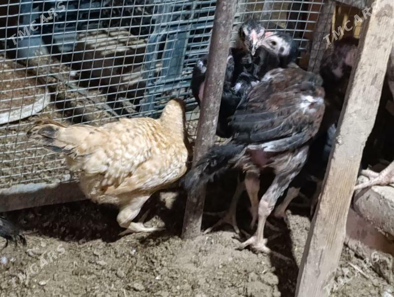 bayes jujeler - Murgap - img 6