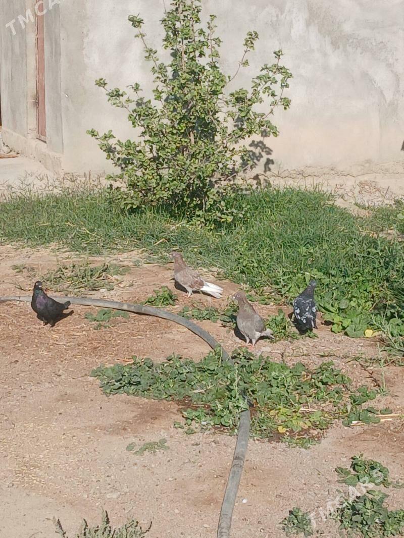 Kepdery - Gökdepe - img 3