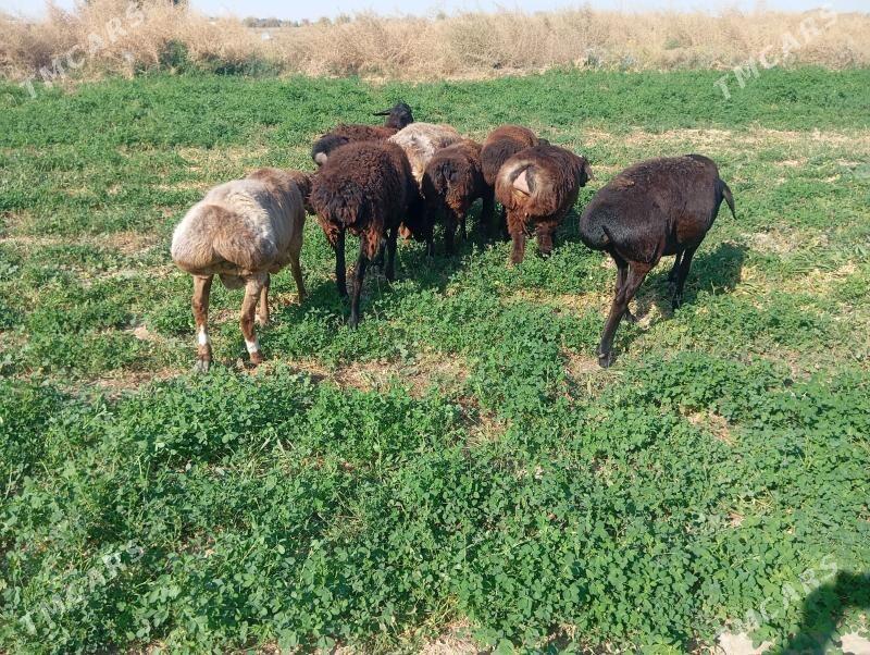 gisar goyun - Aşgabat - img 7