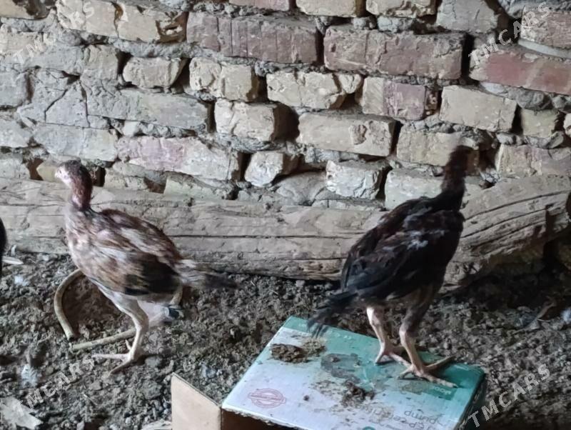 bayes jujeler - Murgap - img 5