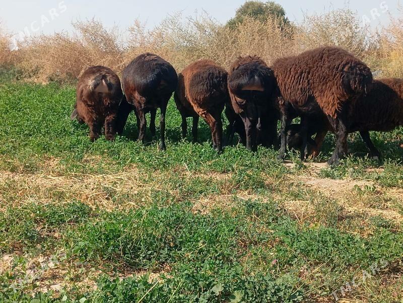 gisar goyun - Aşgabat - img 8