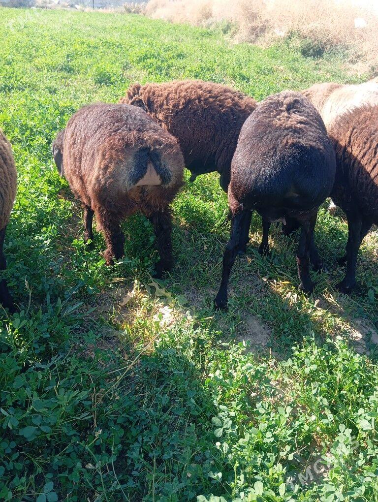 gisar goyun - Aşgabat - img 5