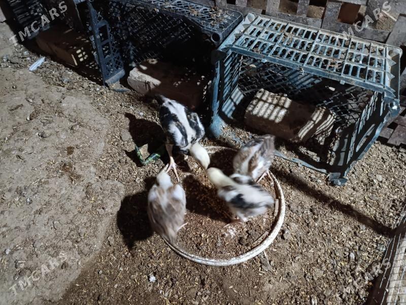 bayes jujeler - Murgap - img 9