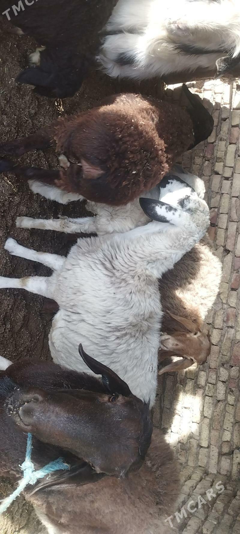 goyun goclar - Çärjew - img 3