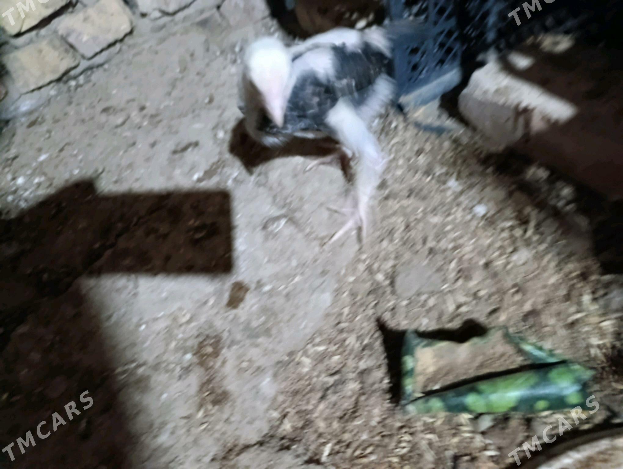 bayes jujeler - Murgap - img 7