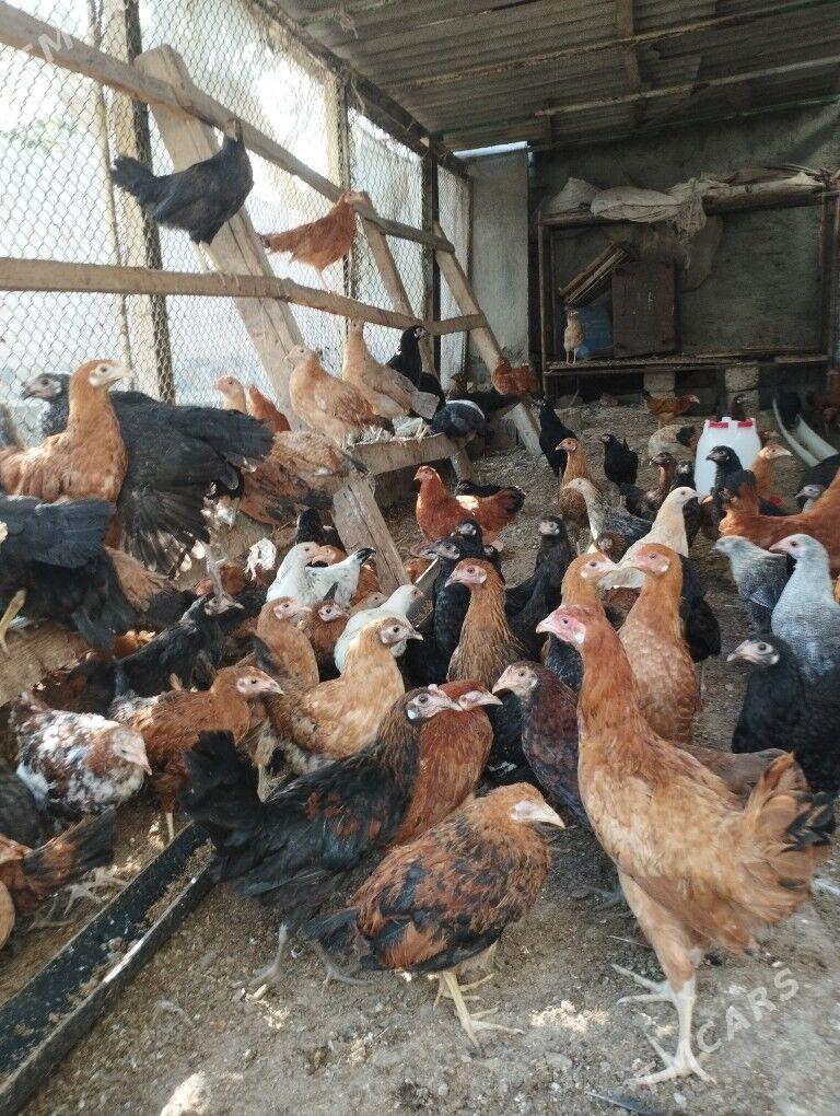 tovuk juje - Анев - img 1