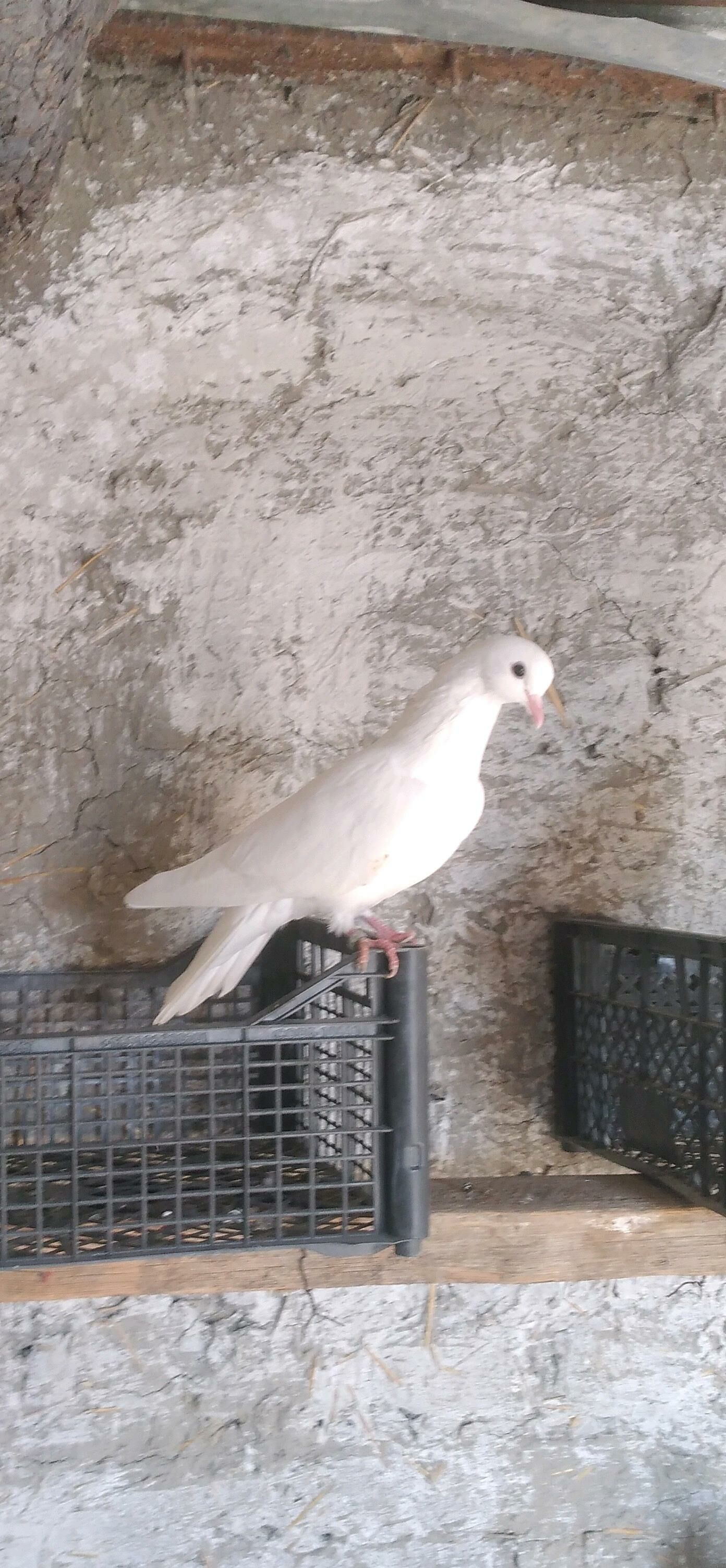 kepderi - Бахарден - img 3