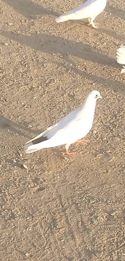 kepderi - Бахарден - img 4