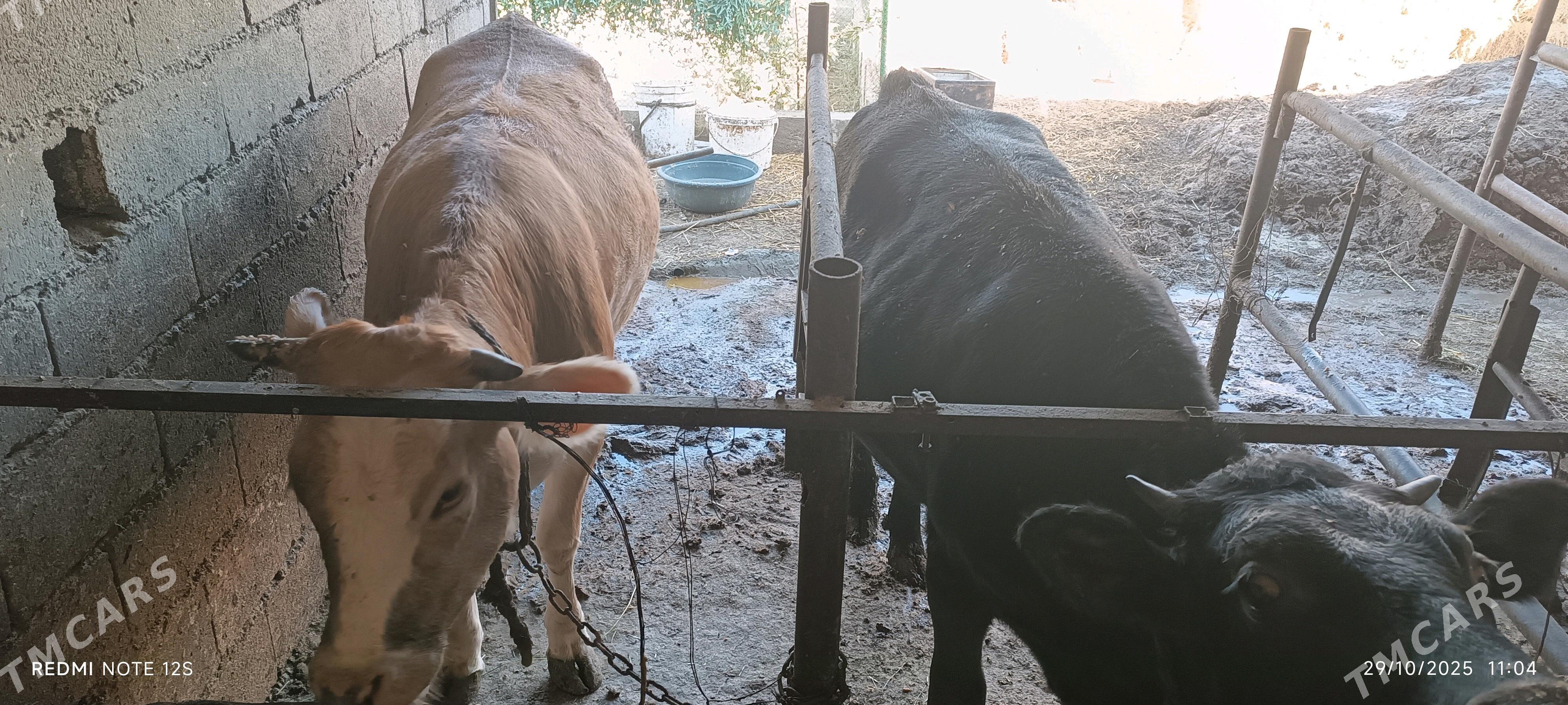 tuwe - Бахарден - img 1