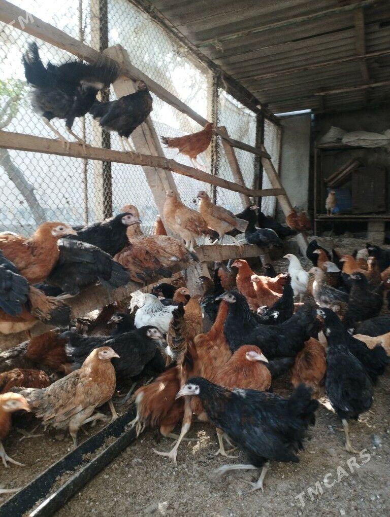 tovuk juje - Änew - img 3