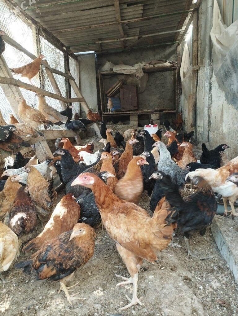 tovuk juje - Änew - img 2