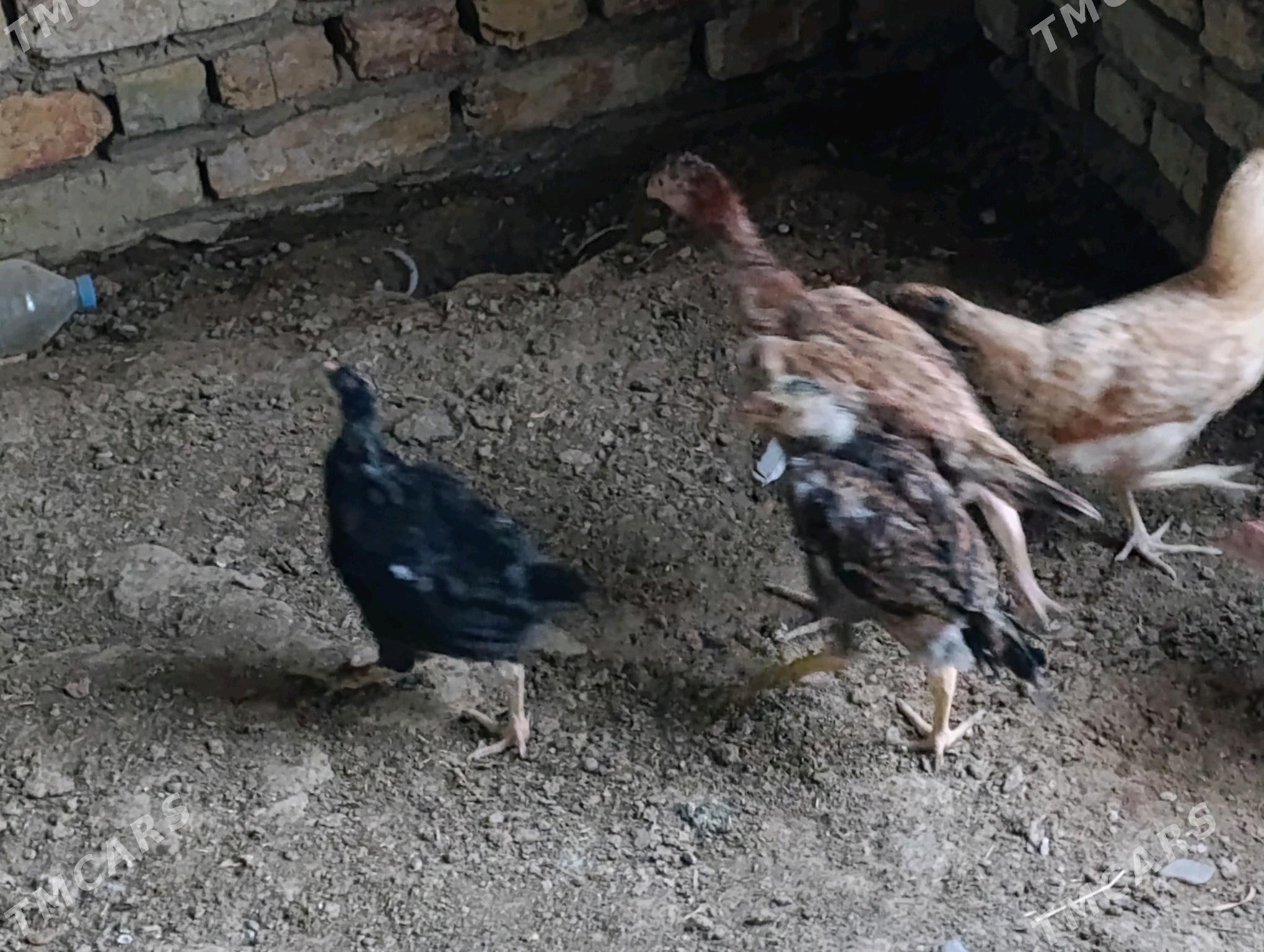 bayes jujeler - Murgap - img 3