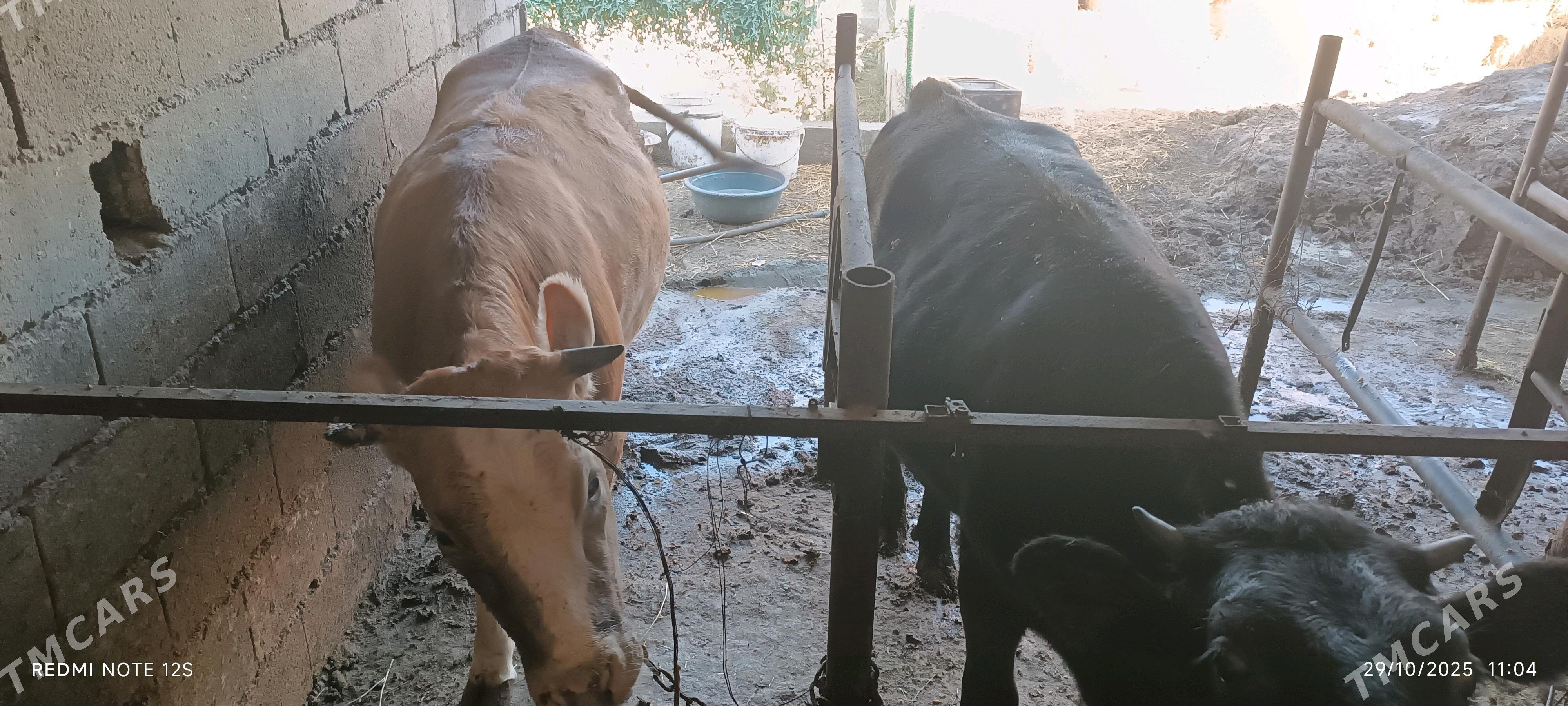 tuwe - Бахарден - img 2