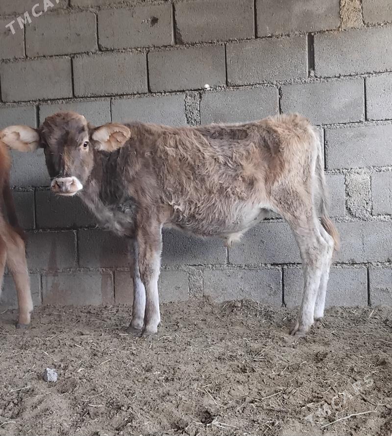 ŠWES OKUZ - Бузмеин - img 3