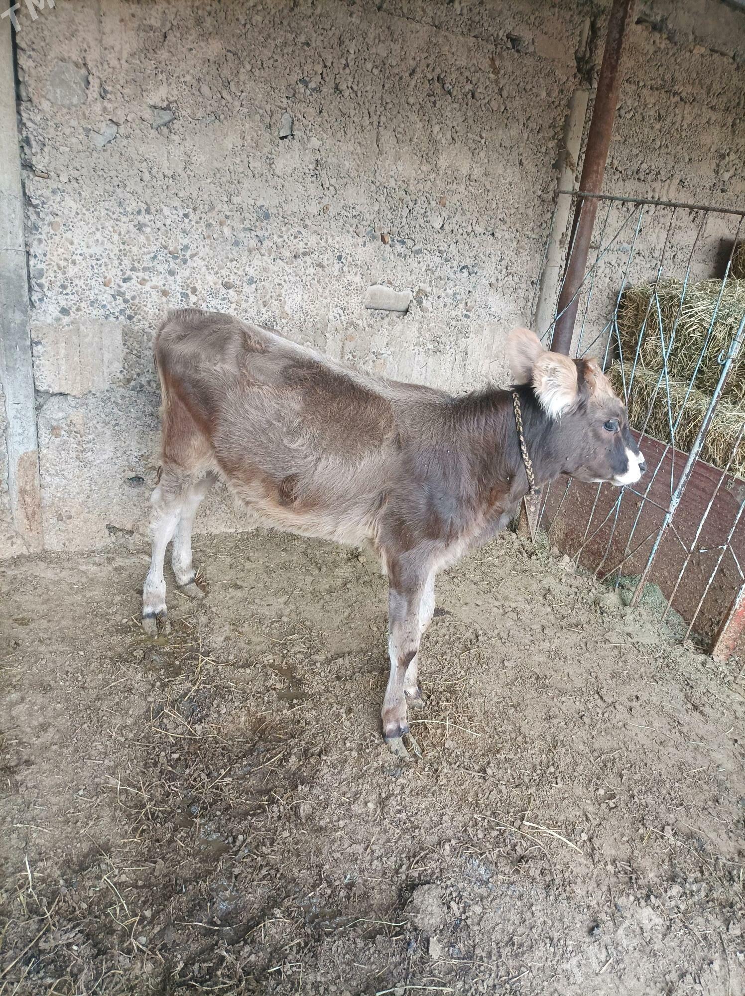 Tüwe tohum - Ашхабад - img 2