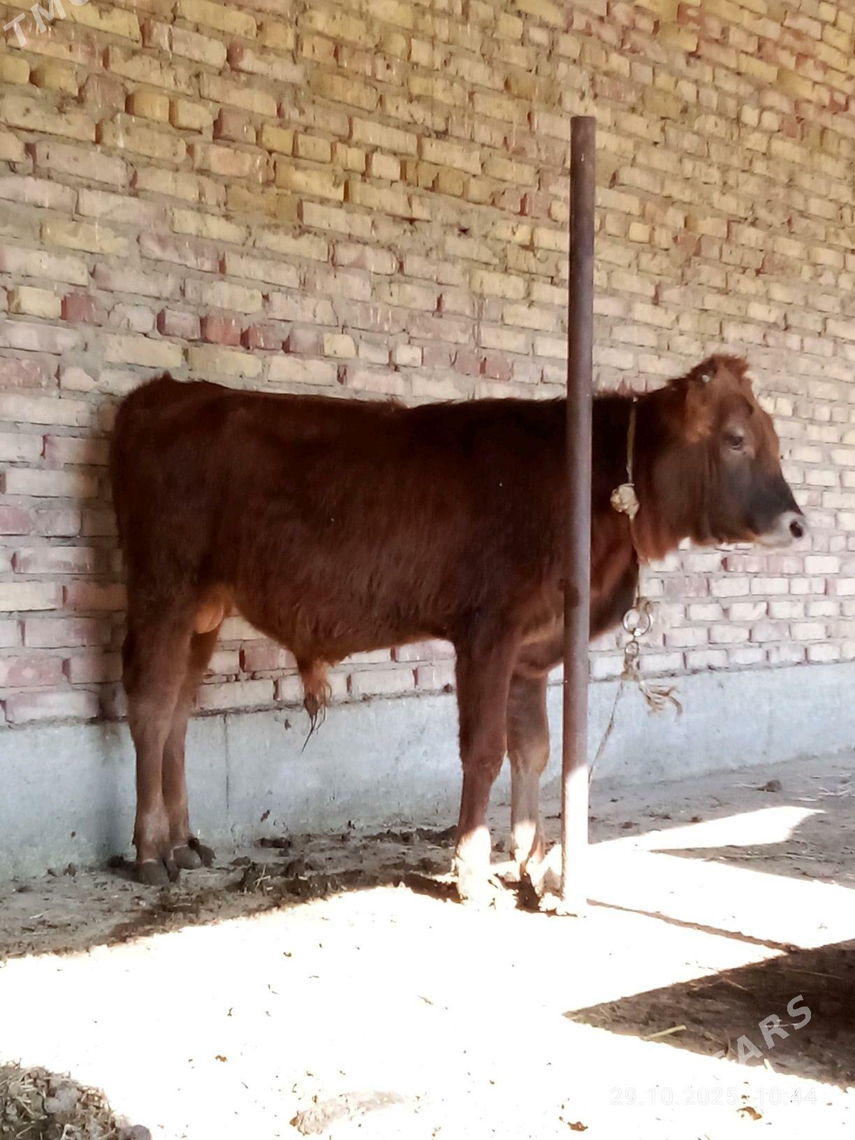 Tohum Öküz Gibrit 9 aýynda - Gökdepe - img 4