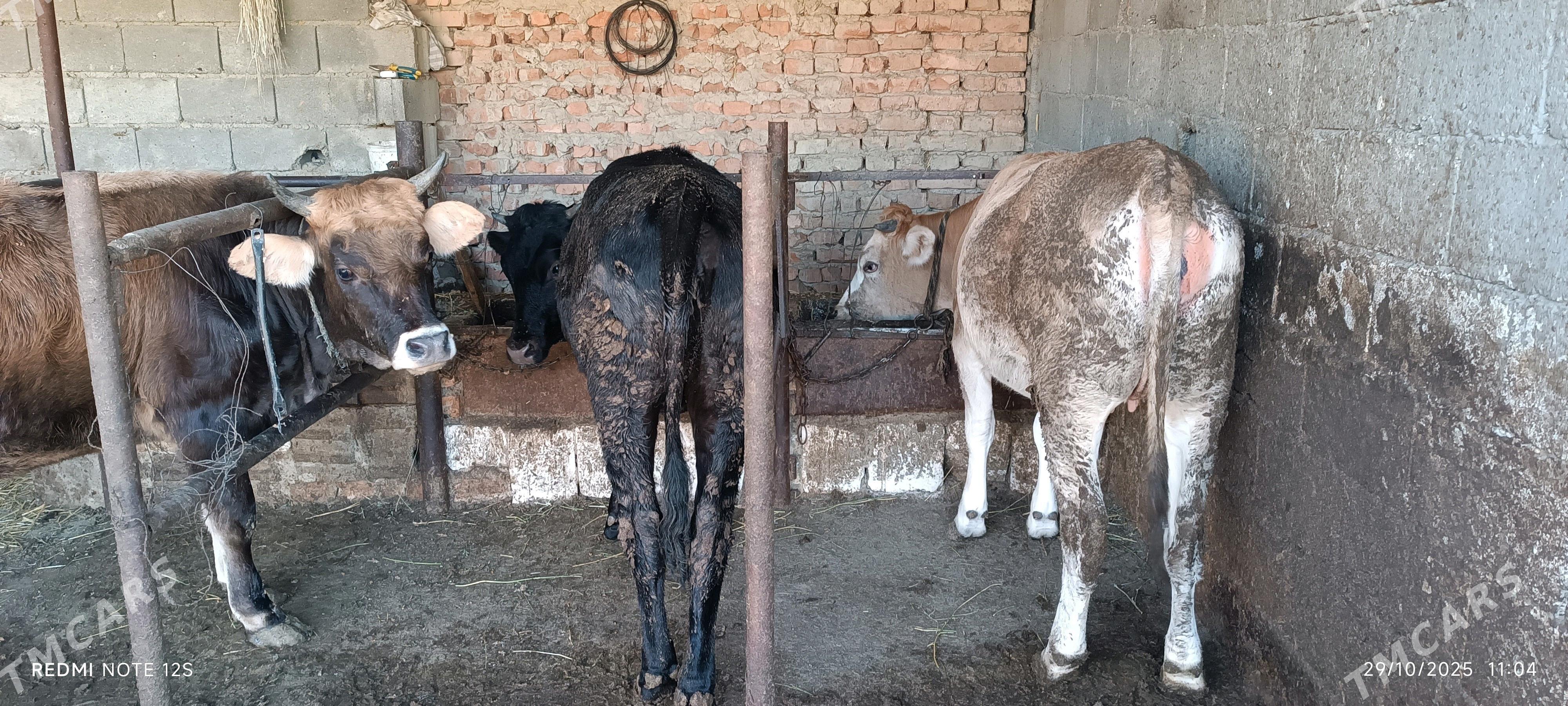 tuwe - Бахарден - img 4