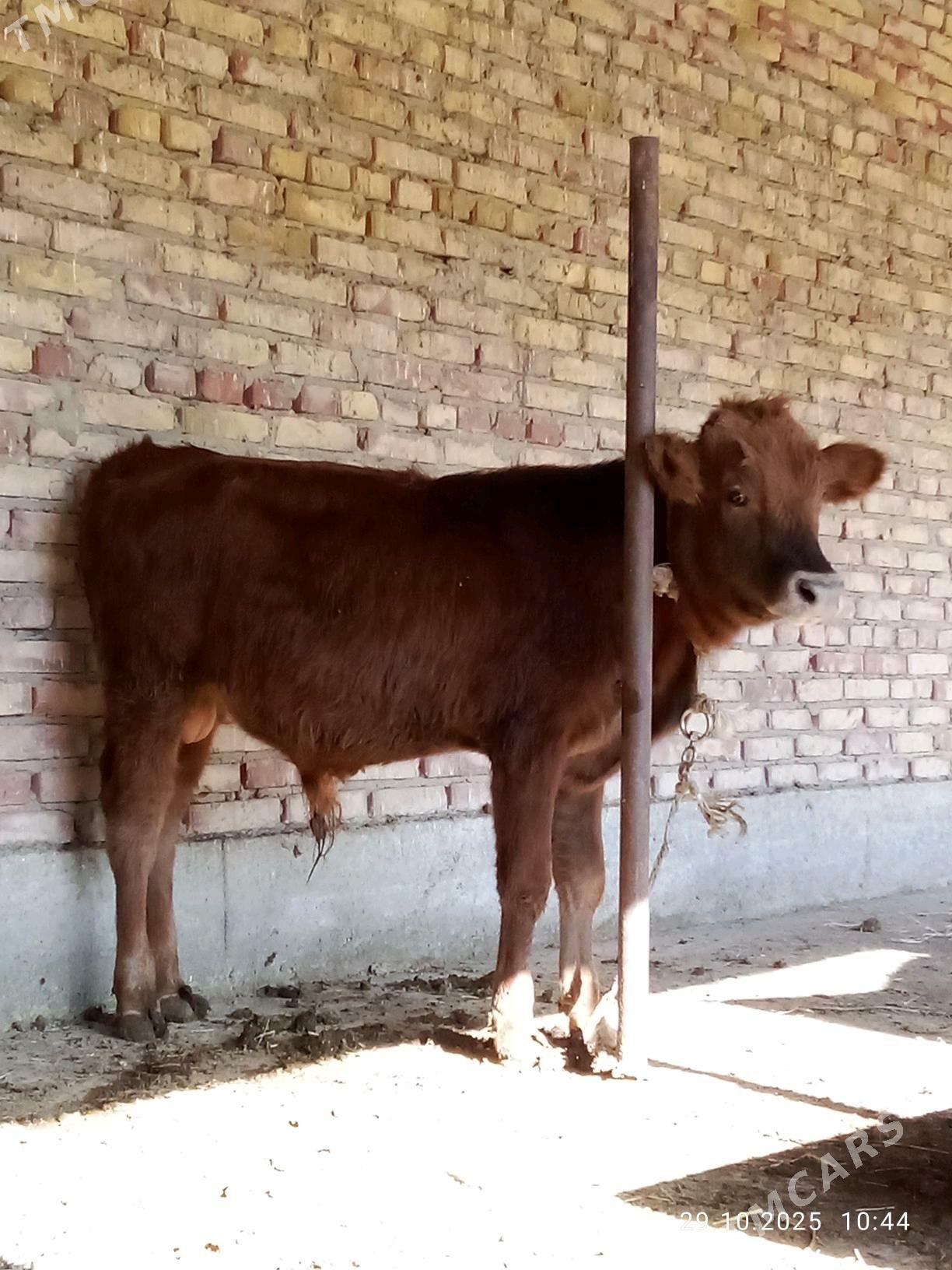 Tohum Öküz Gibrit 9 aýynda - Gökdepe - img 5