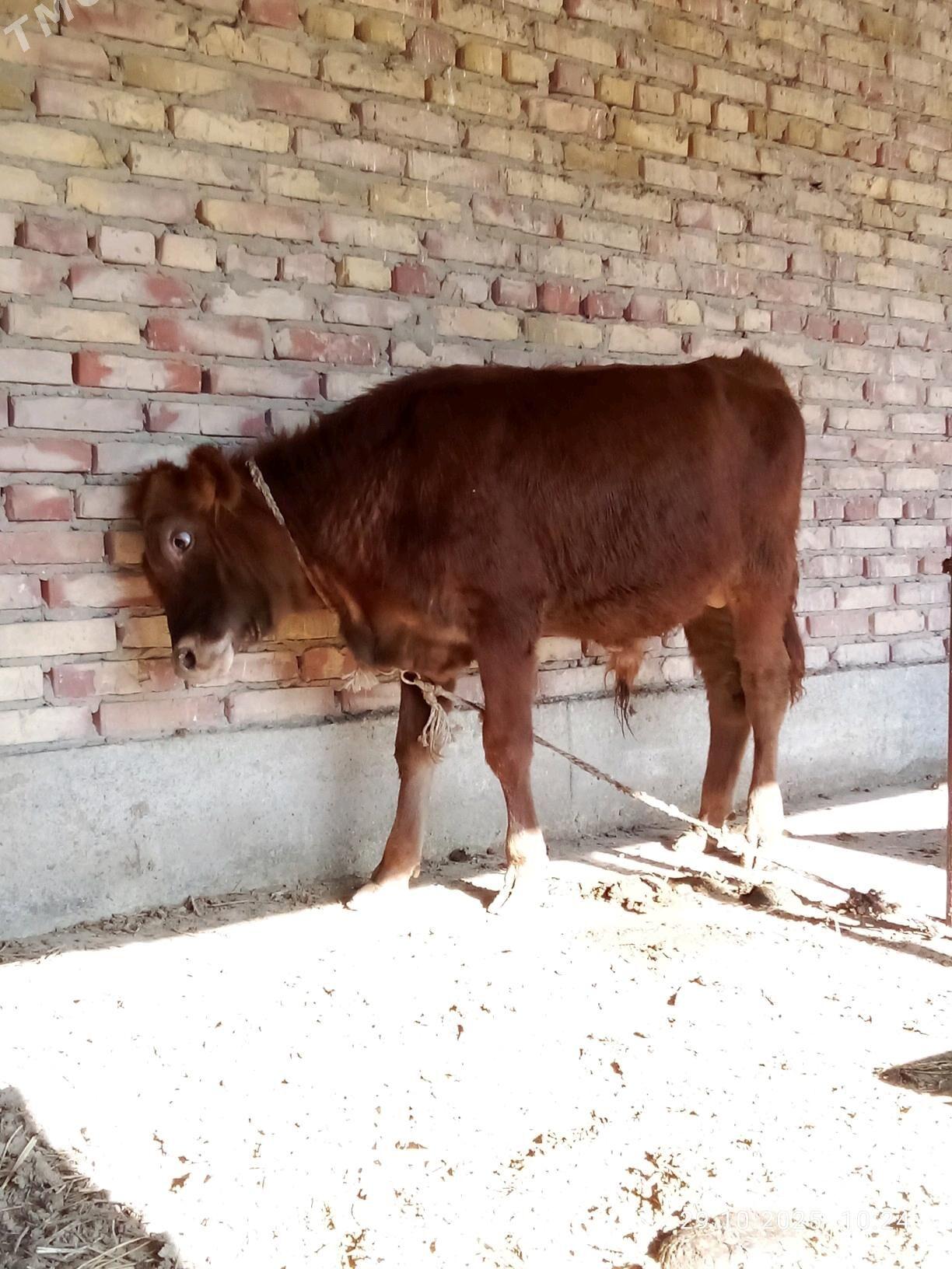 Tohum Öküz Gibrit 9 aýynda - Gökdepe - img 6