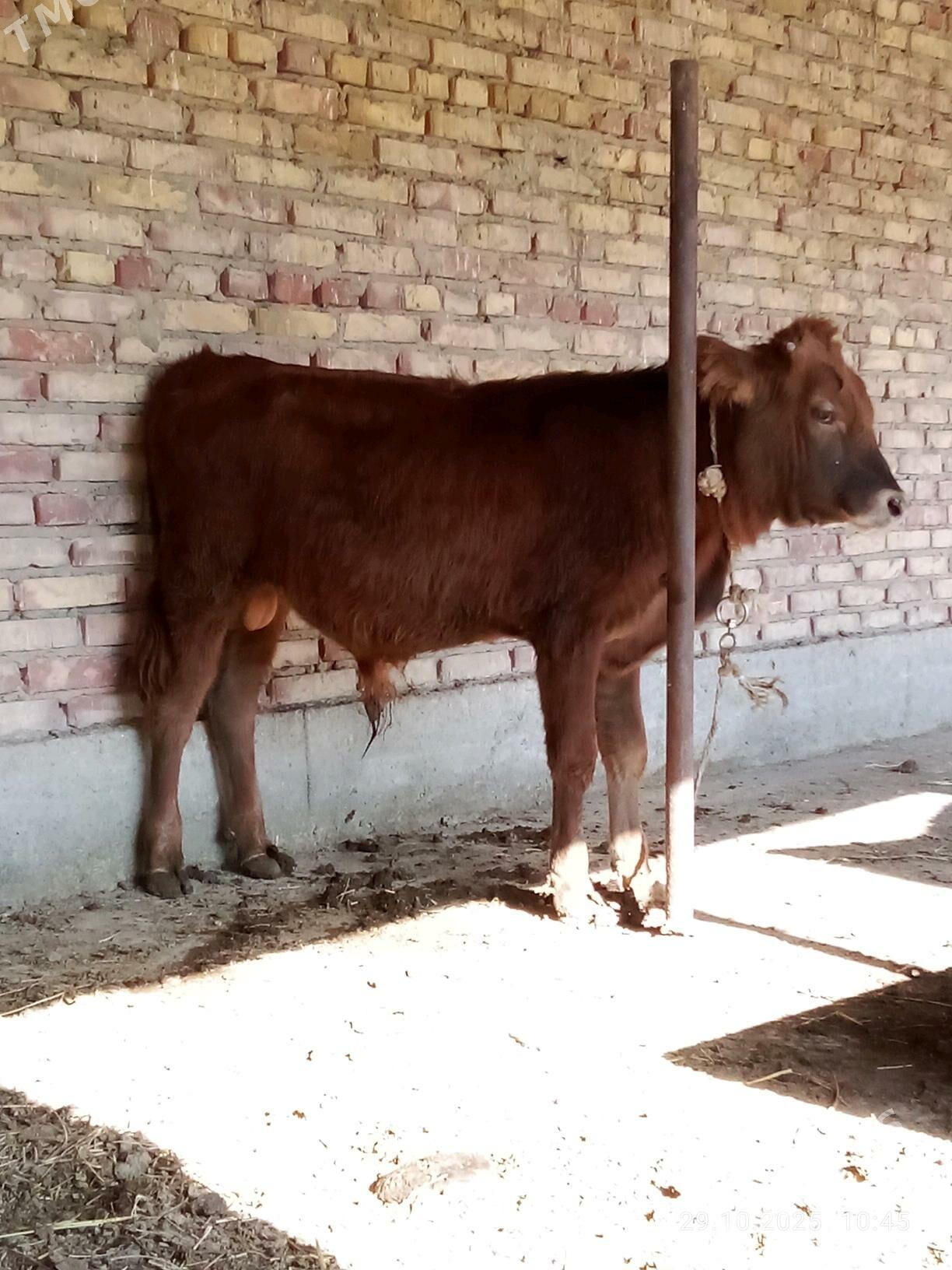 Tohum Öküz Gibrit 9 aýynda - Gökdepe - img 9