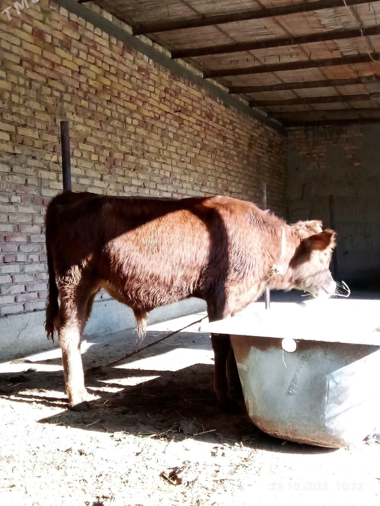 Tohum Öküz Gibrit 9 aýynda - Gökdepe - img 8