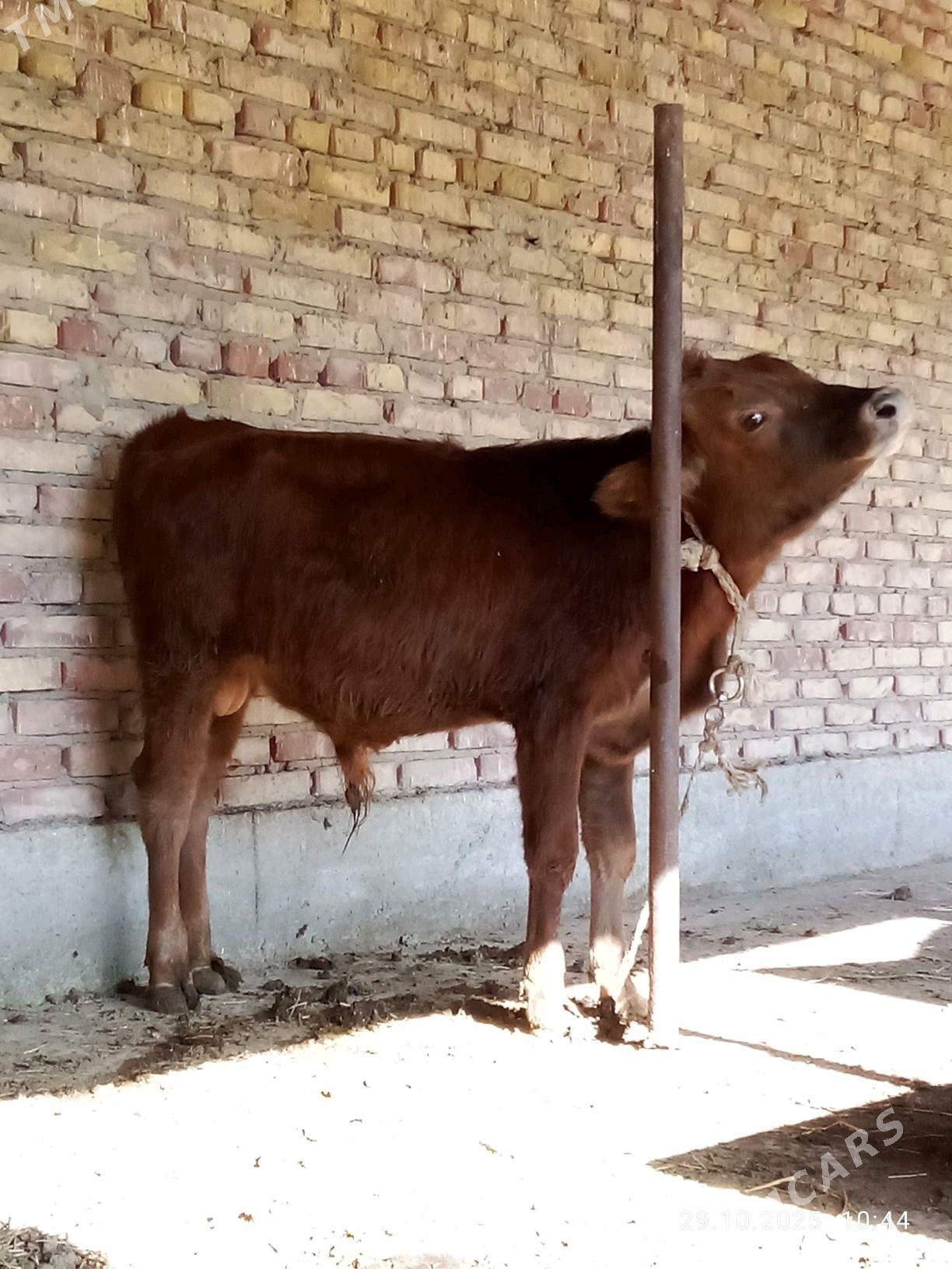 Tohum Öküz Gibrit 9 aýynda - Gökdepe - img 7