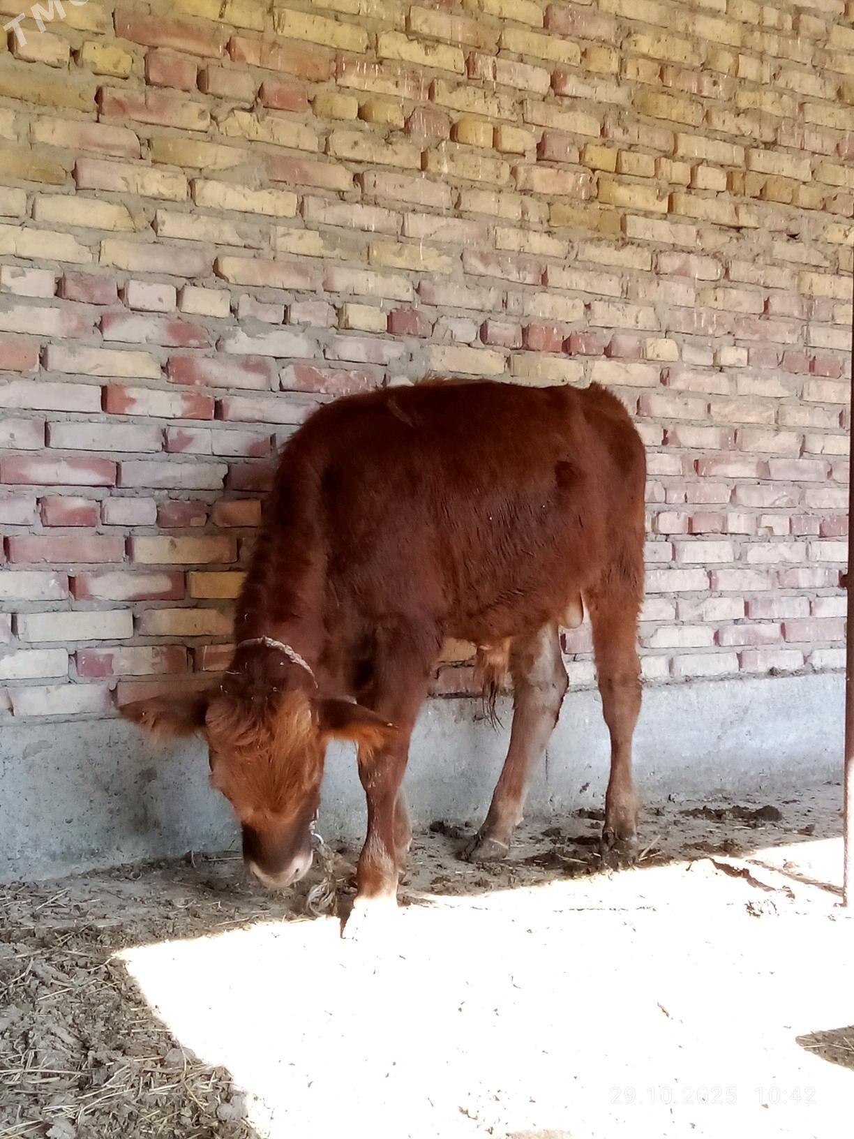 Tohum Öküz Gibrit 9 aýynda - Gökdepe - img 10