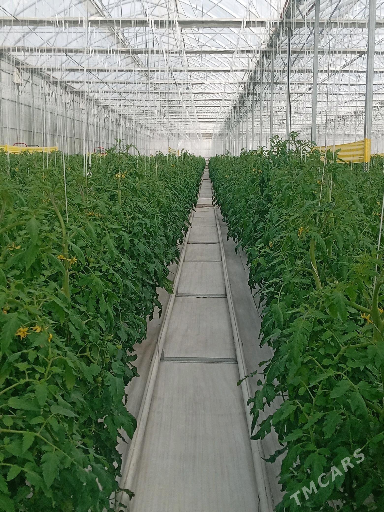 işgär gerek - Дашогуз - img 1