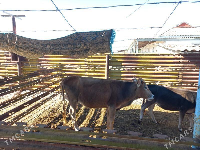 sygyr - Эсенгулы - img 5