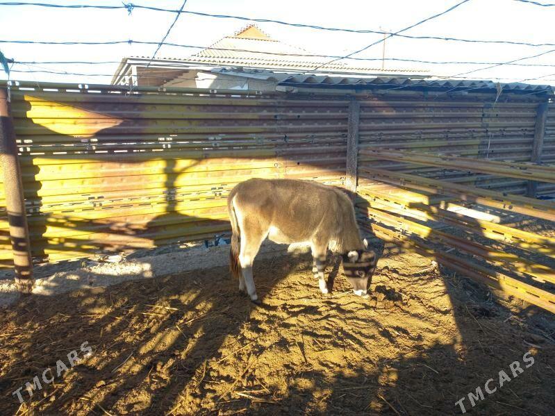 sygyr - Эсенгулы - img 6