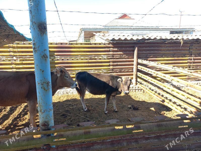 sygyr - Эсенгулы - img 2