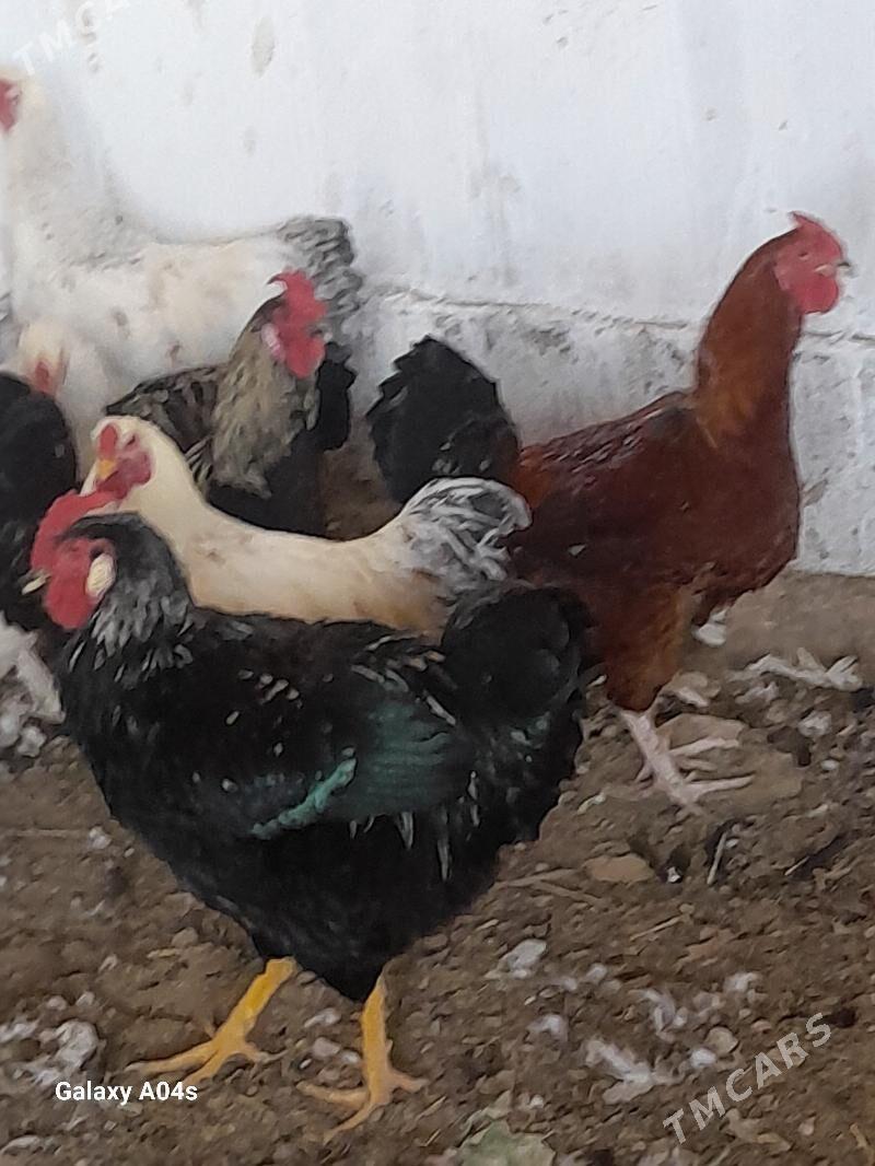 Horazlar - Дянев - img 2