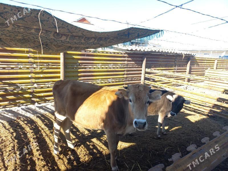 sygyr - Эсенгулы - img 4