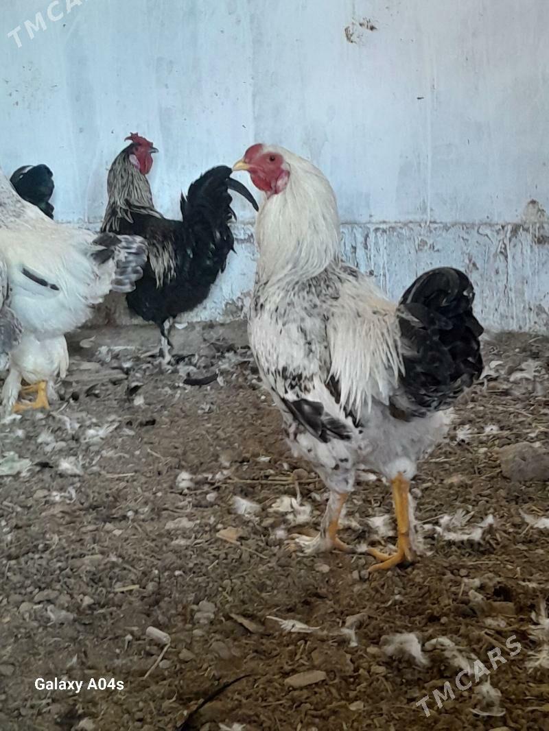 Horazlar - Дянев - img 3