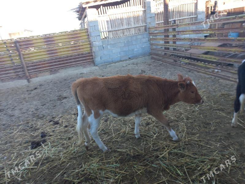 sygyr - Эсенгулы - img 3