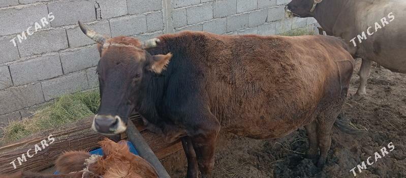 sygyr bakylan - Aşgabat - img 1