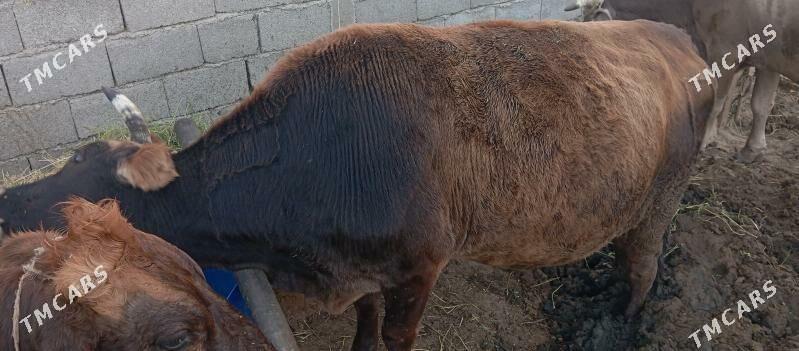 sygyr bakylan - Aşgabat - img 2