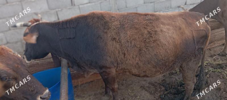 sygyr bakylan - Aşgabat - img 3