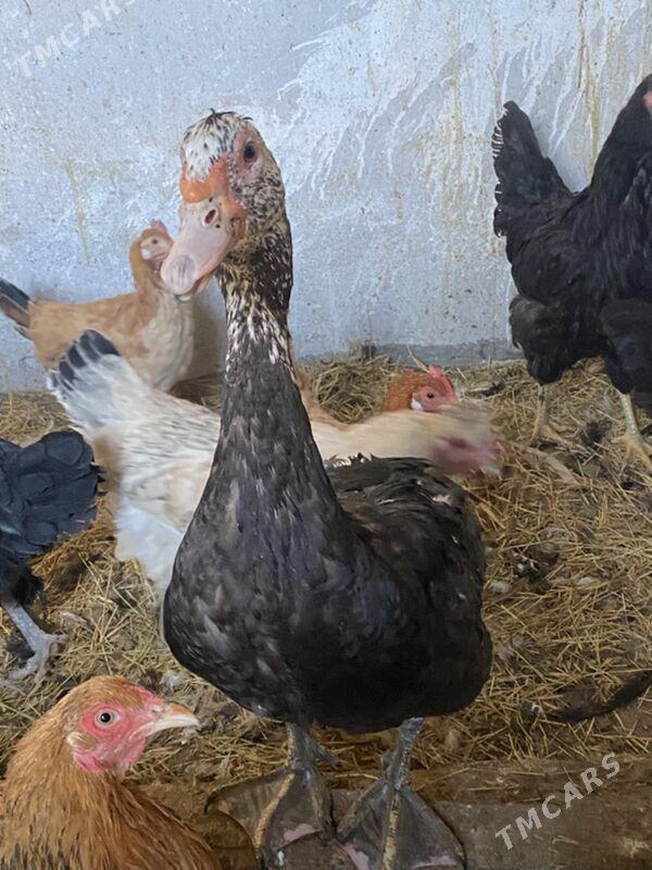 мускус - Türkmenabat - img 4