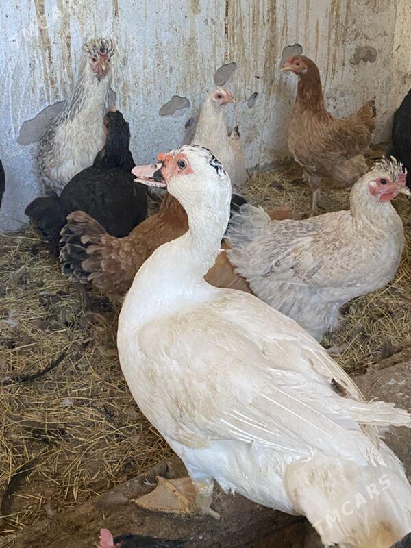 мускус - Türkmenabat - img 2